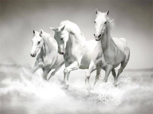 Equine Photo Puzzle Assembly
